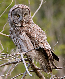 Owl4