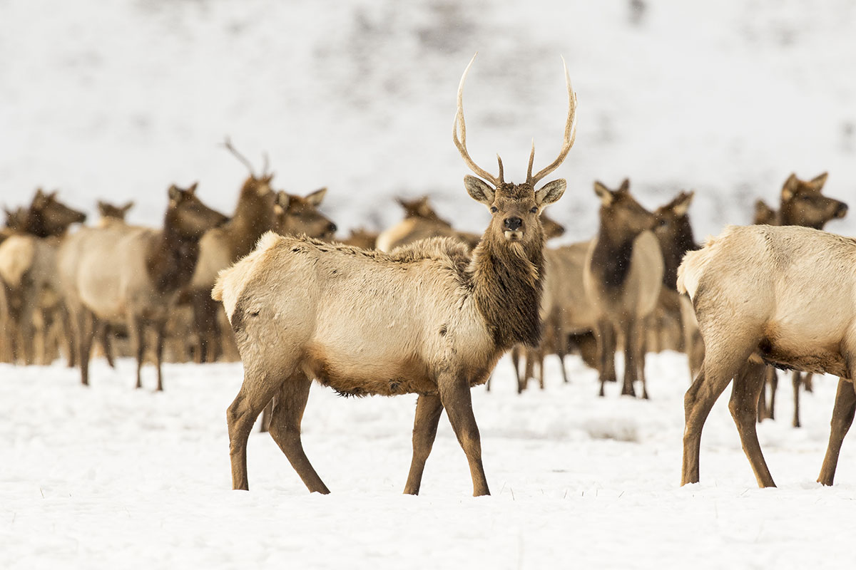 Elk in Winter on Grand Teton National Park - Backcountry Safaris