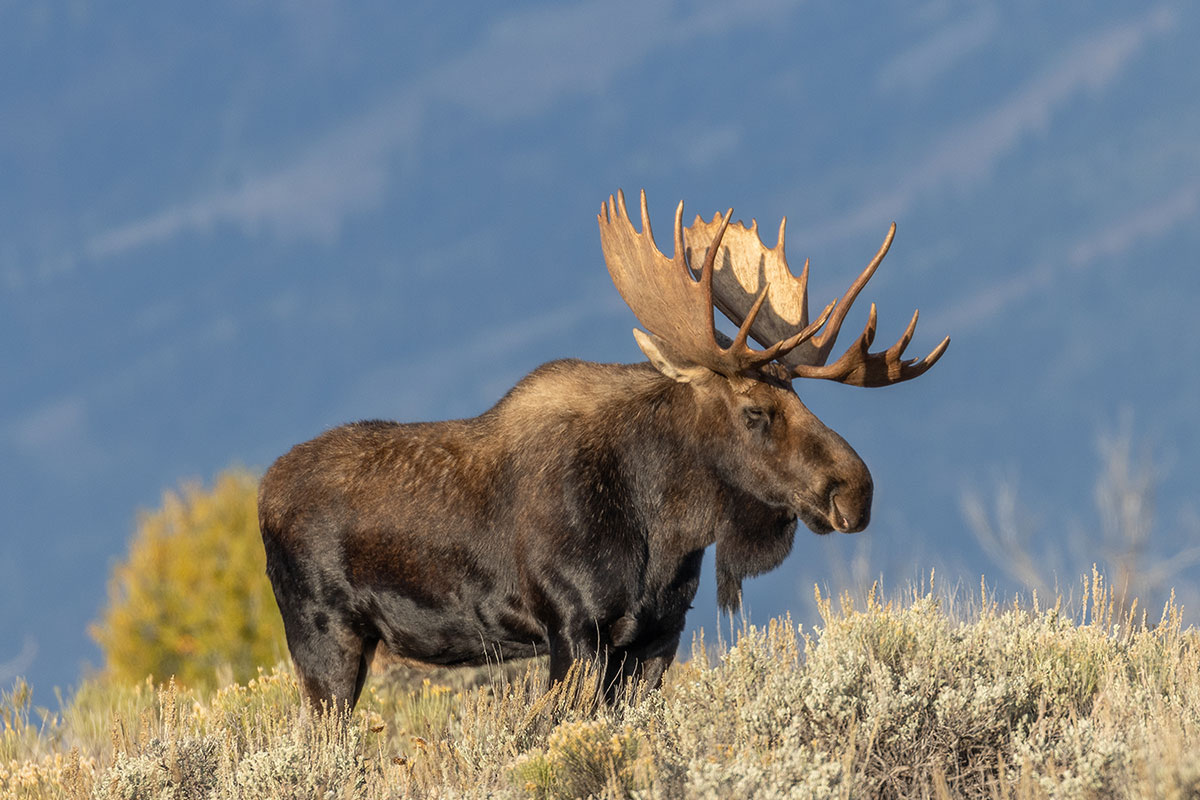 Bull Moose on Grand Teton Day Tour - Backcountry Safaris