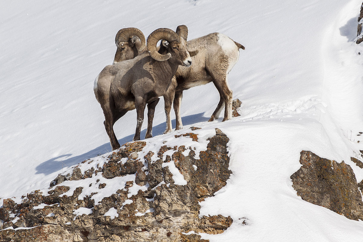 Bighorn Sheep on National Elk Refuge During Jackson Hole Winter Tour - Backcountry Safaris