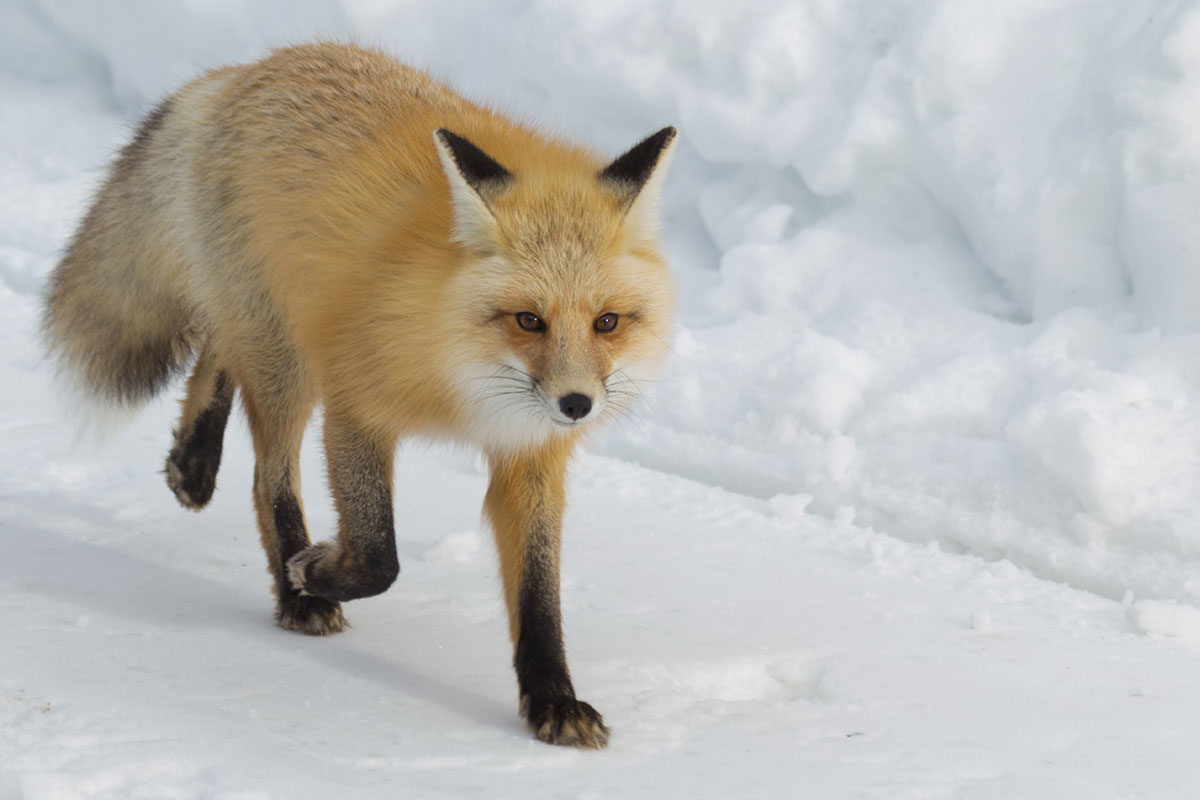 Fox Walking in Snow on Jackson Hole Winter Safari - Backcountry Safaris