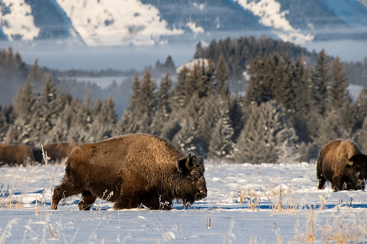 Bison in Grand Teton National Park in the Winter - Backcountry Safaris