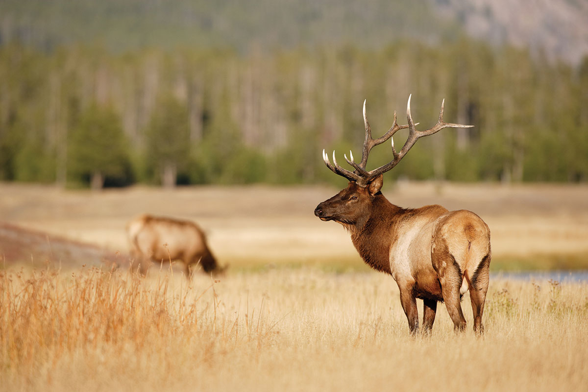 Two Elk on Wildlife Tour in Grand Teton National Park - Backcountry Safaris