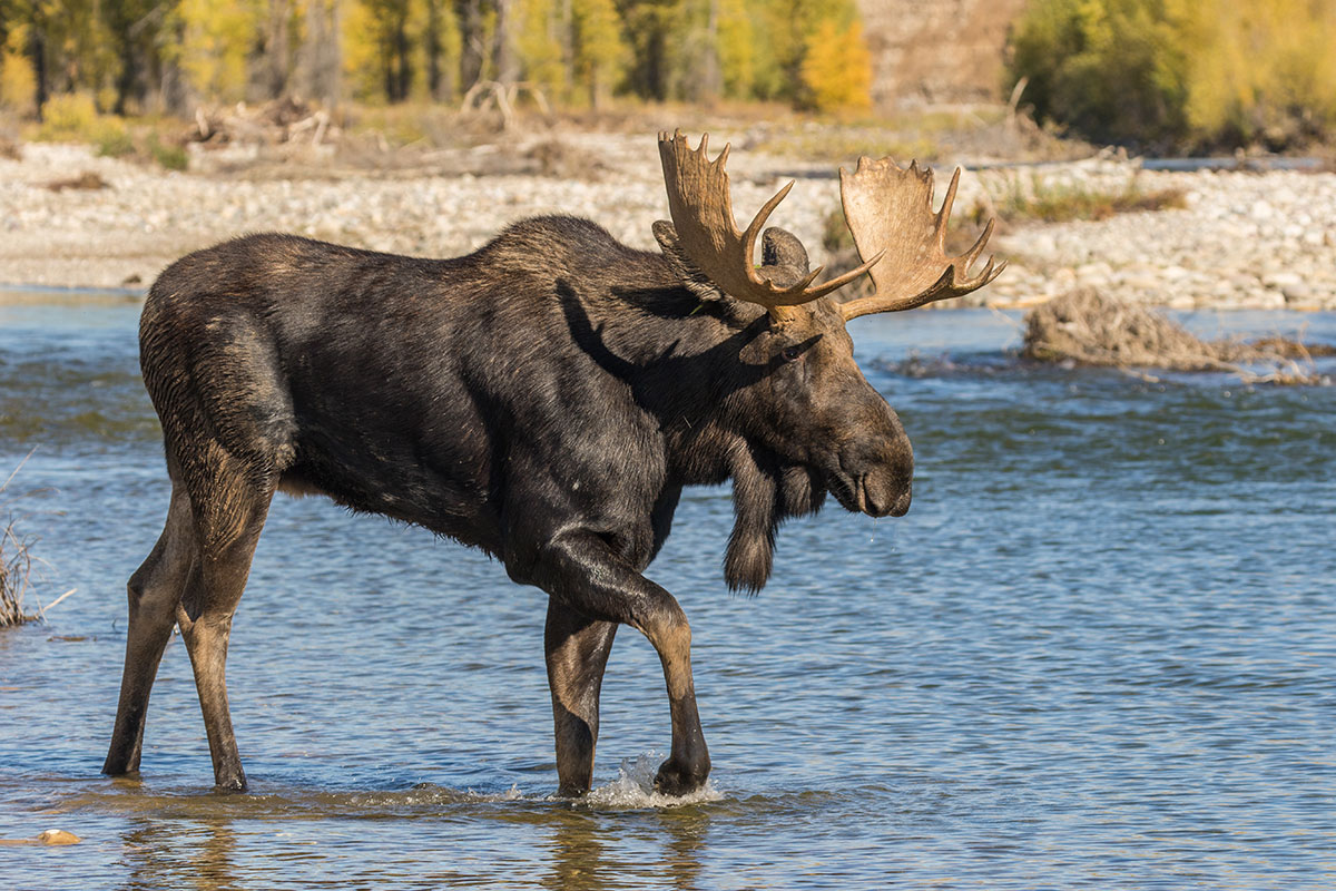 Bull Moose on Grand Teton Sunrise Tour - Backcountry Safaris