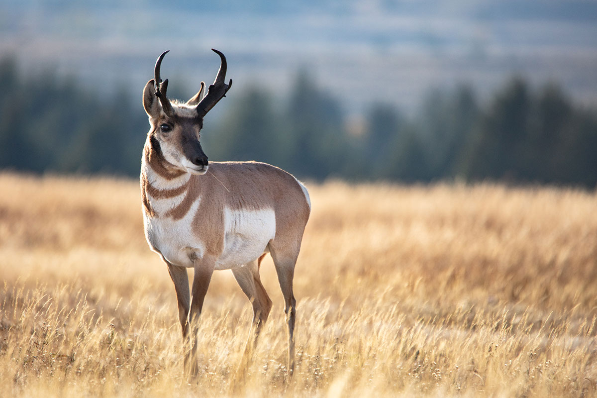 Antelope on Grand Teton Wildlife Safari Tour - Backcountry Safaris