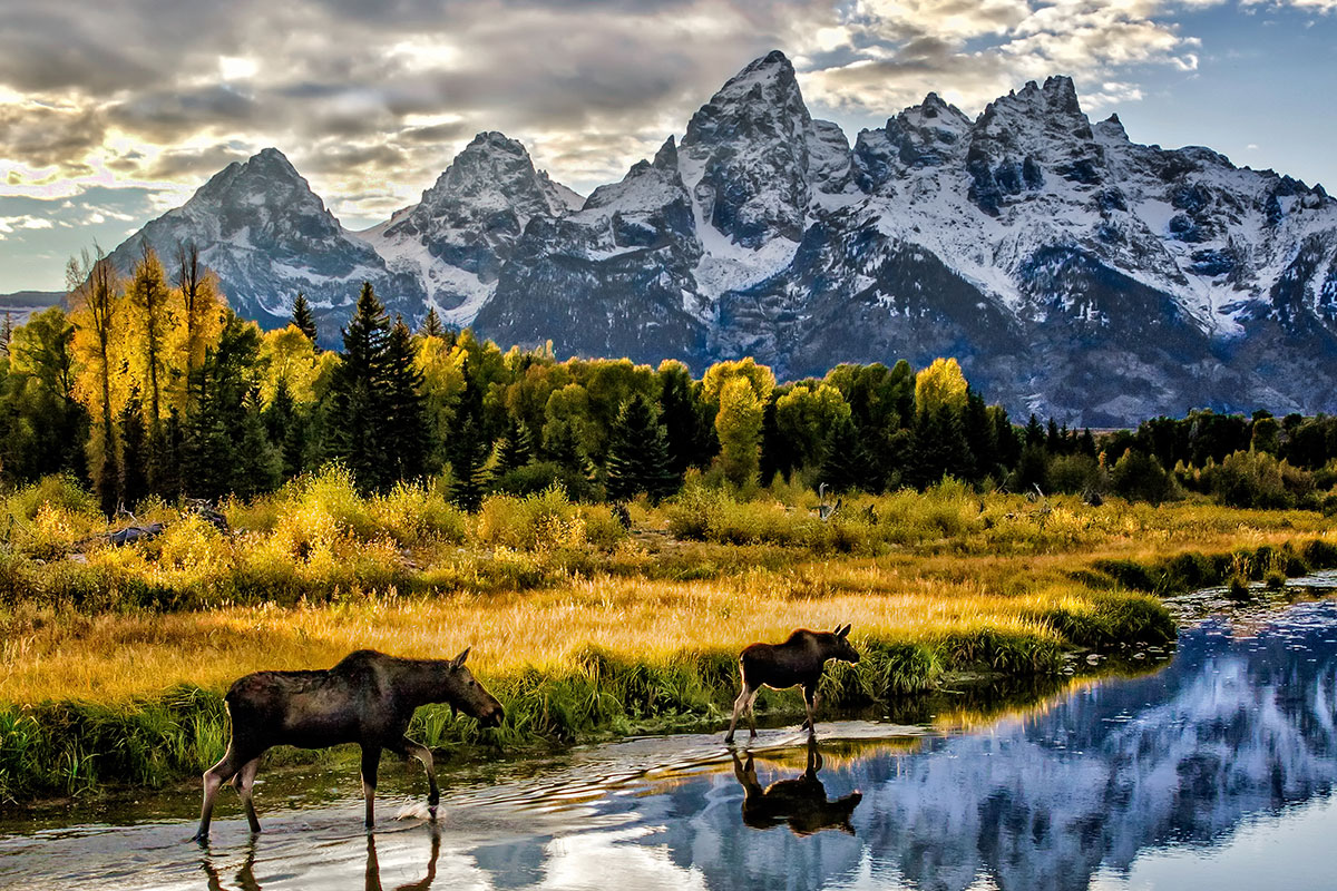 Moose and Calf in Water in Front of Teton Mountain Range - Backcountry Safaris