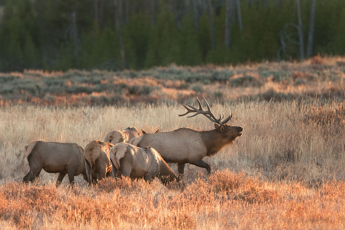 Elk on Grand Teton National Park Tour from Jackson Hole - Backcountry Safaris