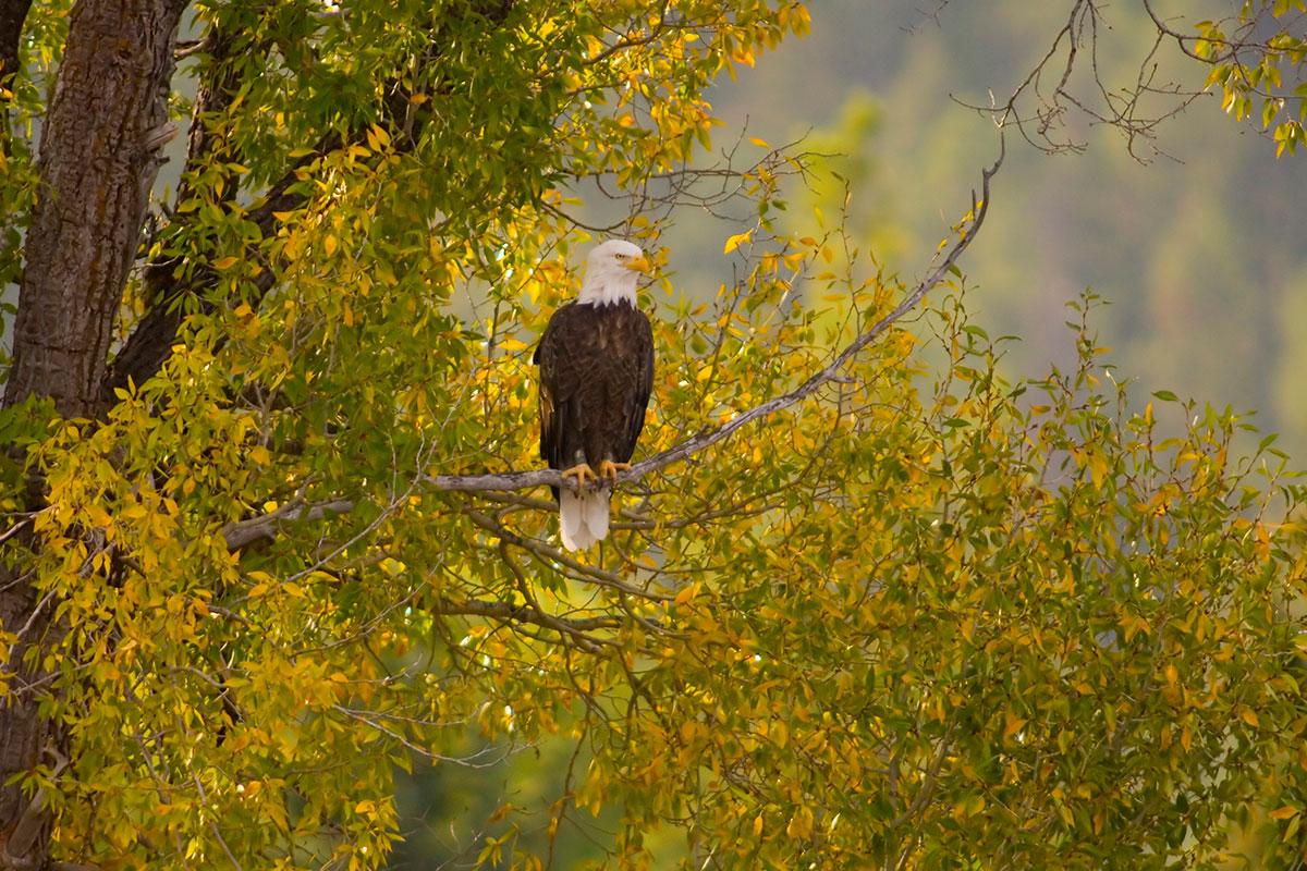 Eagle Viewed at Sunrise in Grand Teton National Park - Backcountry Safaris