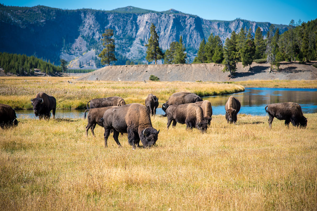 Bison in Hayden Valley on Yellowstone Lower Loop Tour - Backcountry Safaris