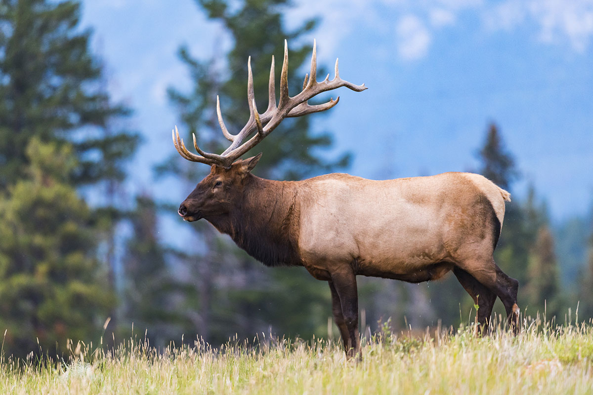 Elk on Yellowstone Wildlife Tour from Jackson Hole - Backcountry Safaris