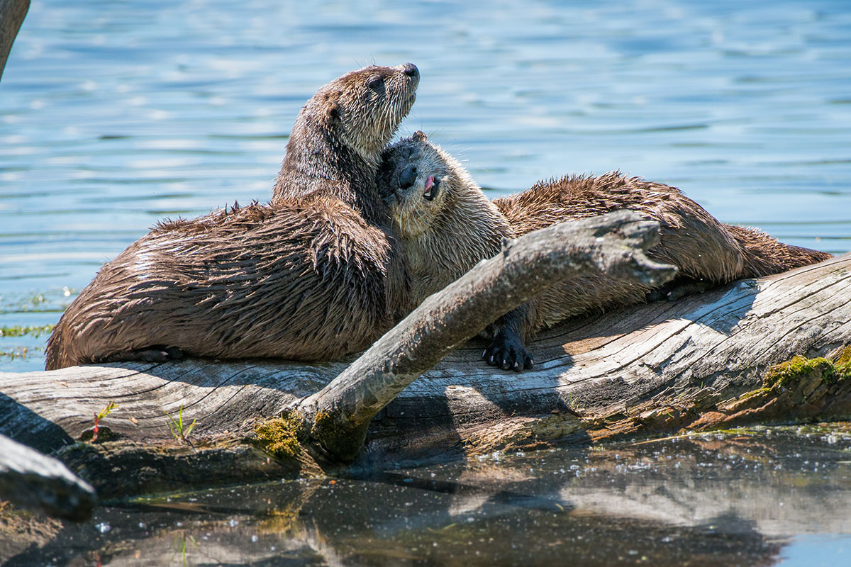 Playful River Otters in Yellowstone National Park - Backcountry Safaris
