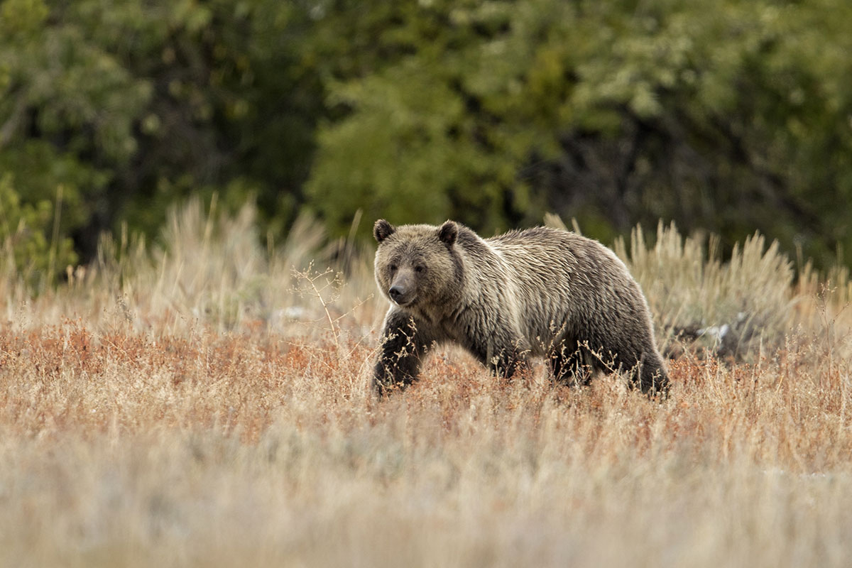 Grizzly Bear on Yellowstone Wildlife Tour from Jackson Hole - Backcountry Safaris
