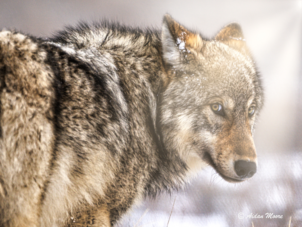 Wolf on Winter Jackson Hole Wildlife Tour - Backcountry Safaris