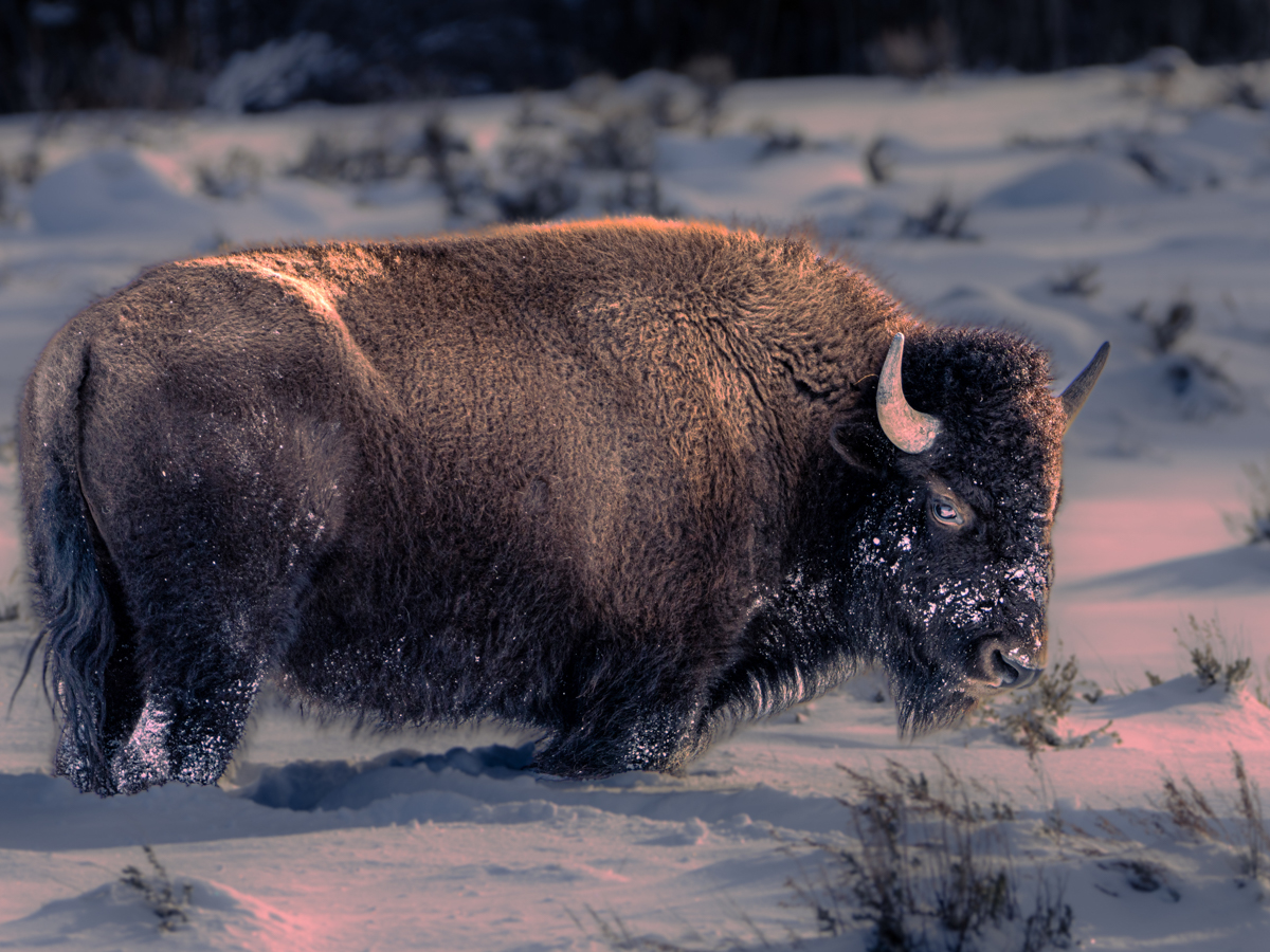 Bison in Snow on Winter Grand Teton Sunrise and Sunset Wildlife Tour - Backcountry Safaris