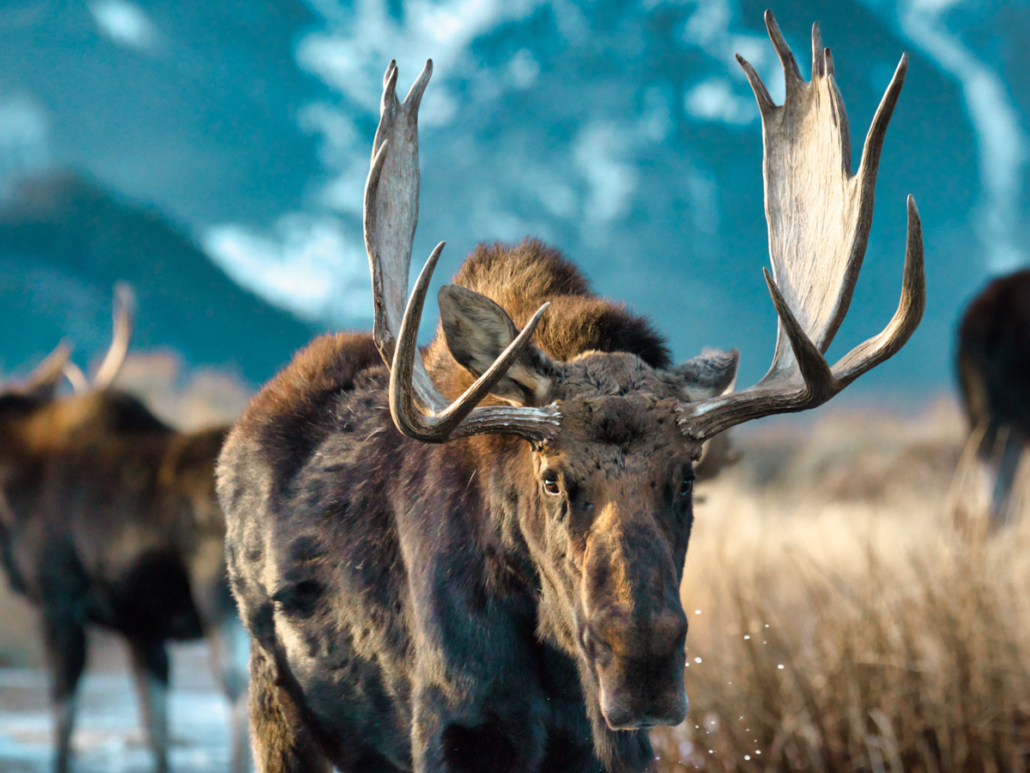 Bull Moose on Jackson Hole Wildlife Tour of Grand Teton National Park - Backcountry Safaris