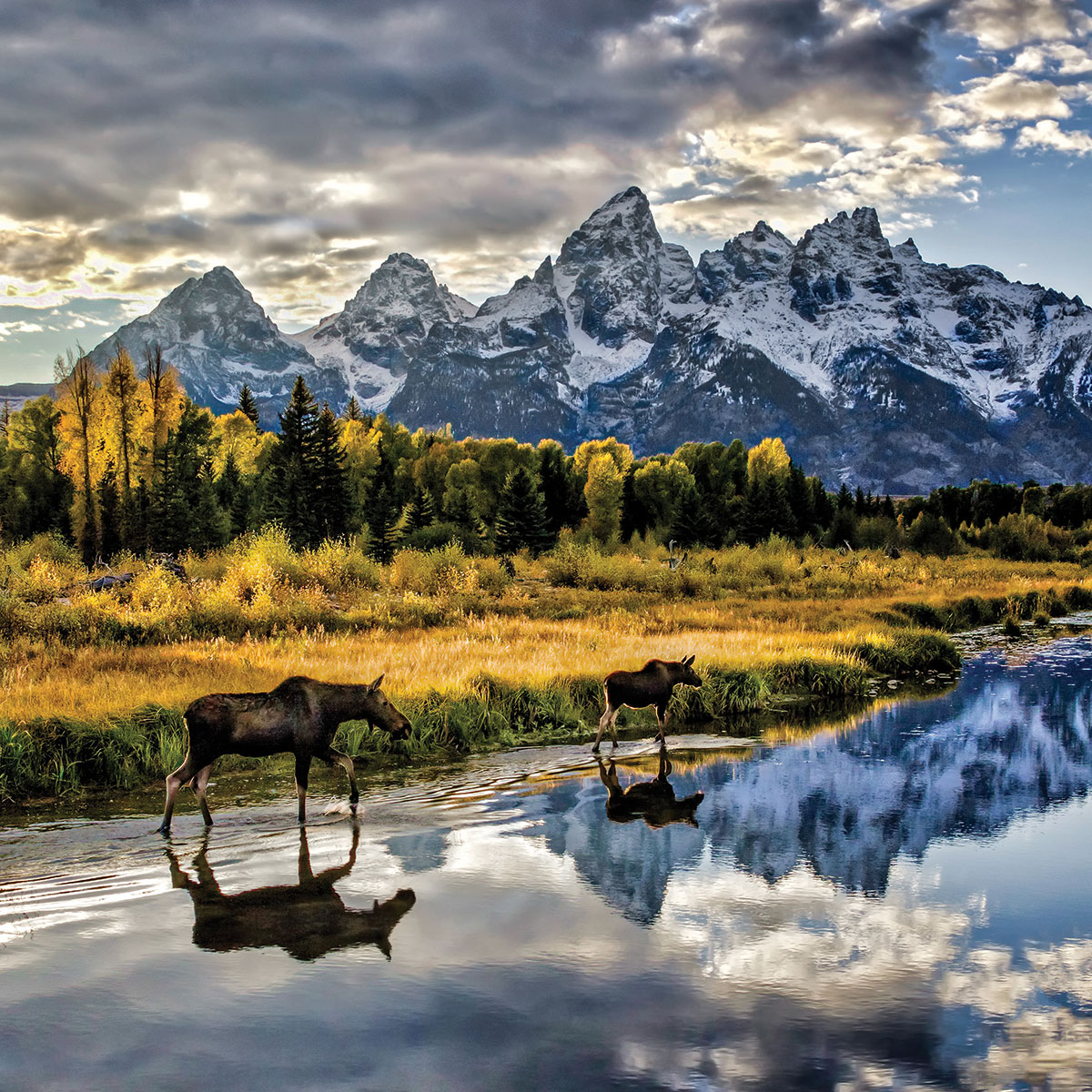 Moose and Calf on Grand Teton National Park Tour Out West - Backcountry Safaris