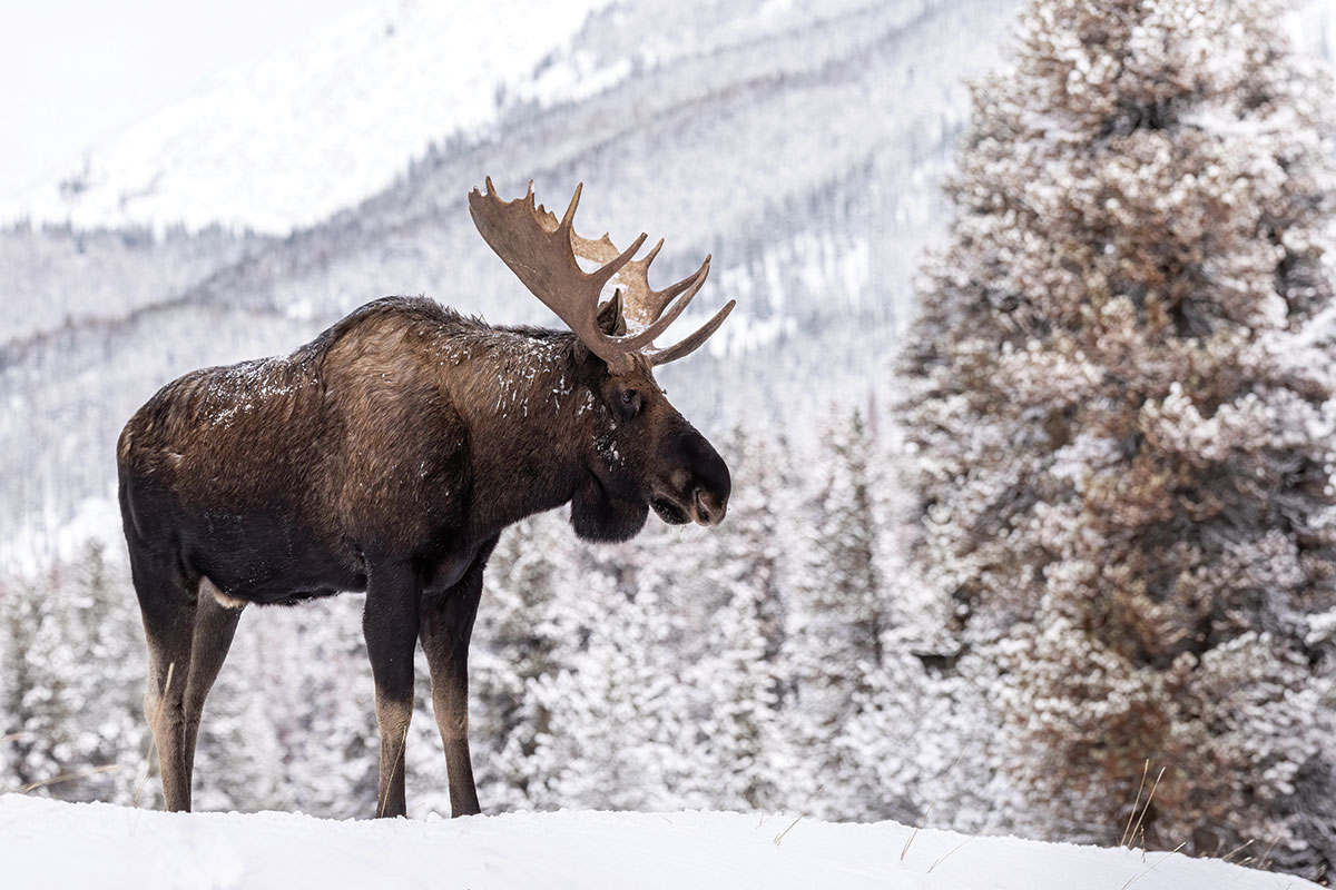 Moose in Snow in Jackson Hole, Wyoming