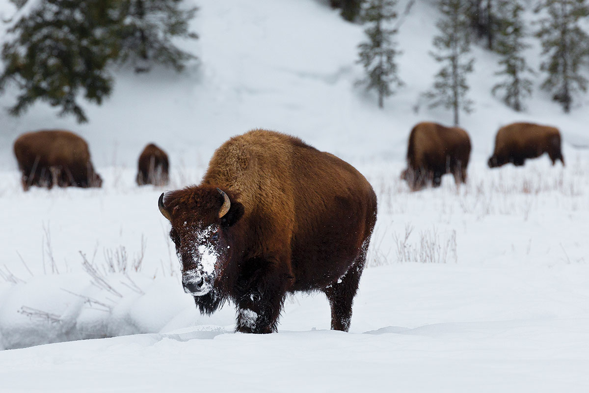 Bison in Snow in Jackson Hole, Wyoming