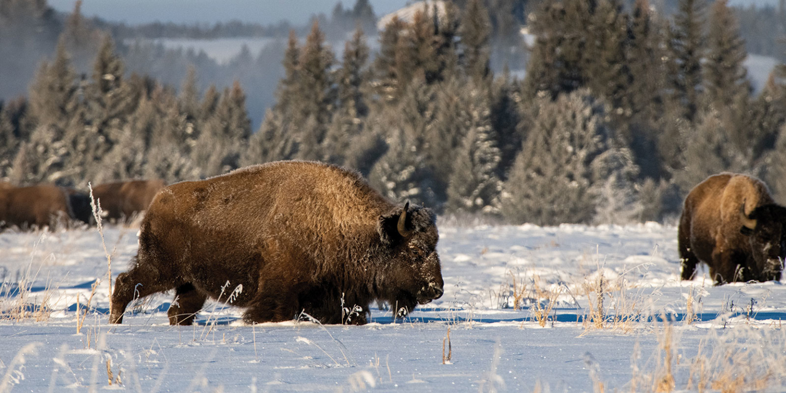 winter wildlife tours yellowstone