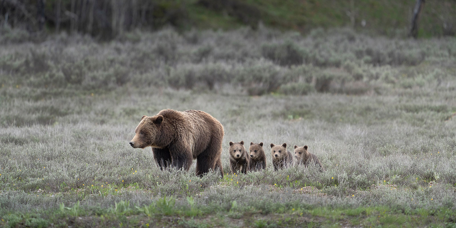 Grizzly Bear with Cubs on Grand Teton National Park Wildlife Tour in Jackson Hole
