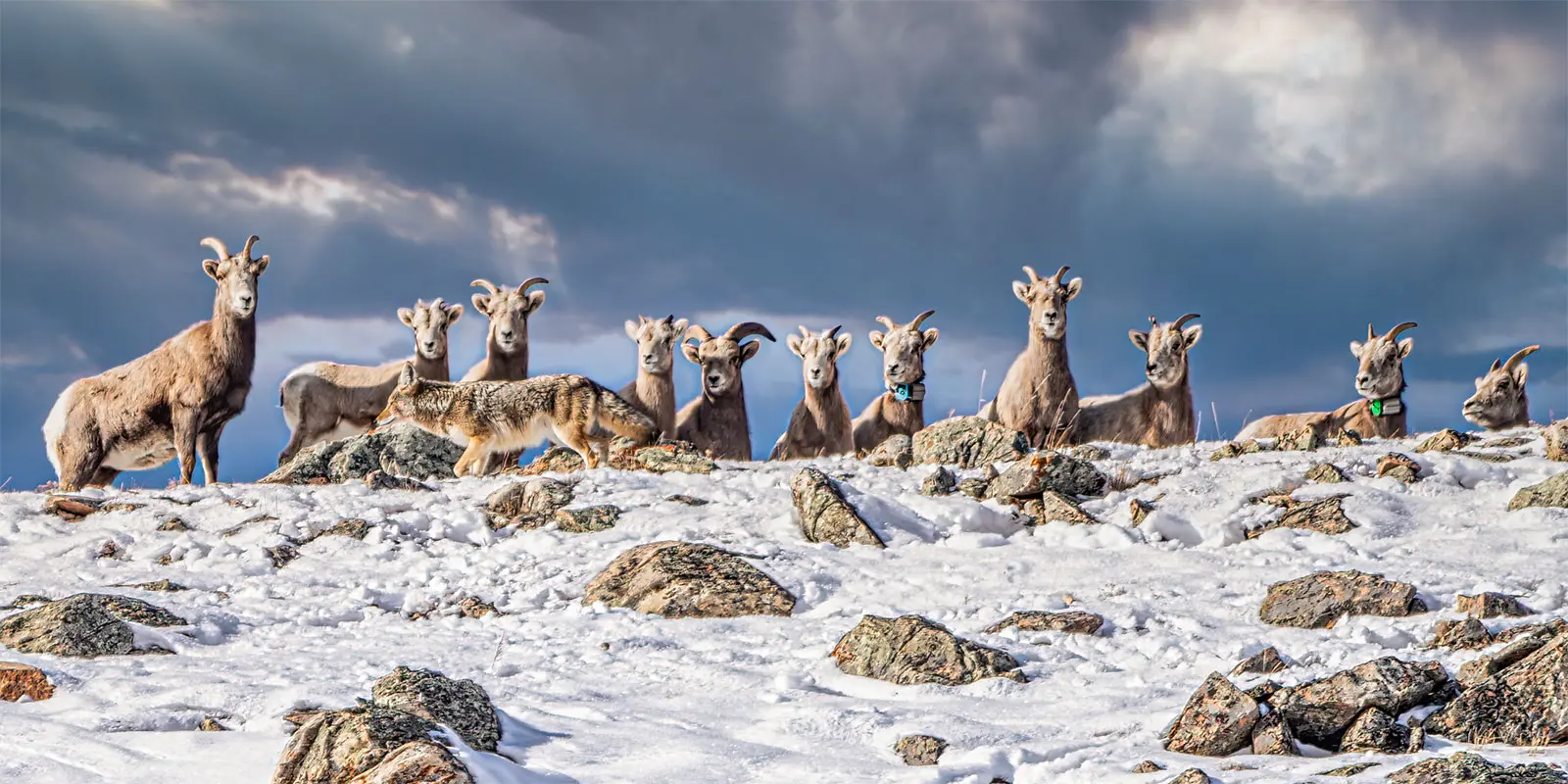 冬景色　Teton winter Teton Winter Wonderland | Grand Teton National Park, Wyoming