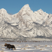 Moose in Front of Teton Mountain Range in Winter