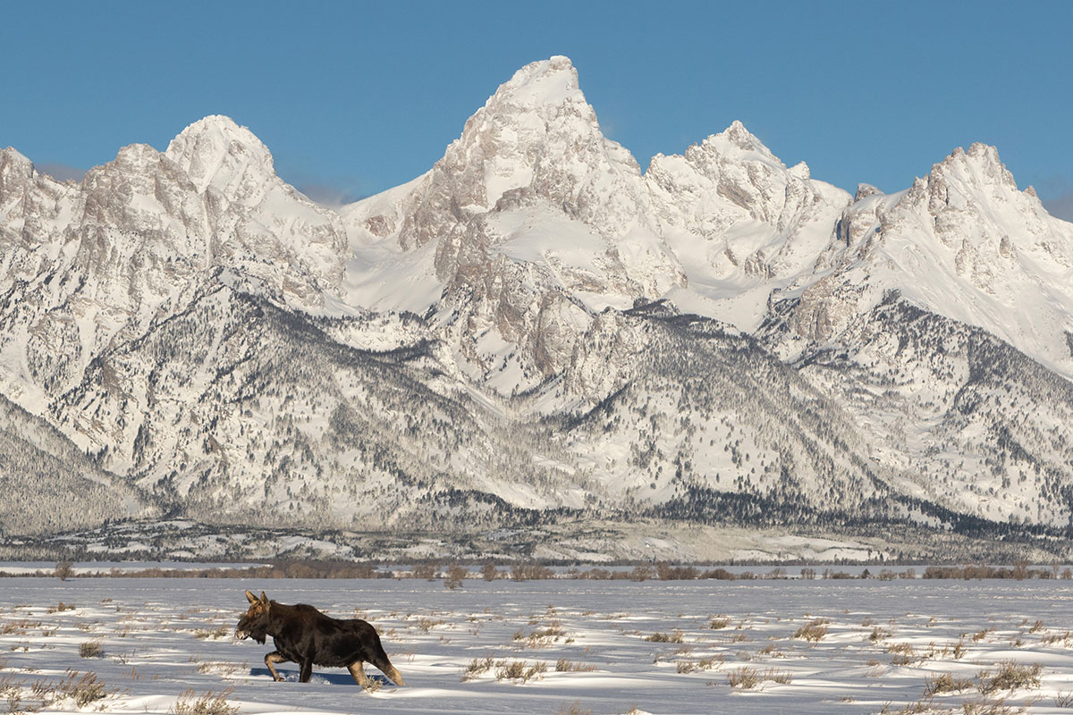 Moose in Front of Teton Mountain Range in Winter