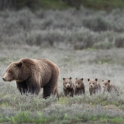 Grizzly Bear with Cubs on Grand Teton National Park Wildlife Tour in Jackson Hole