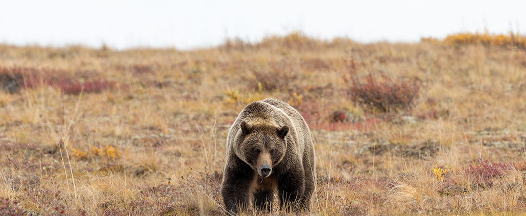 Grizzly Bear in Denali National Park in Autumn